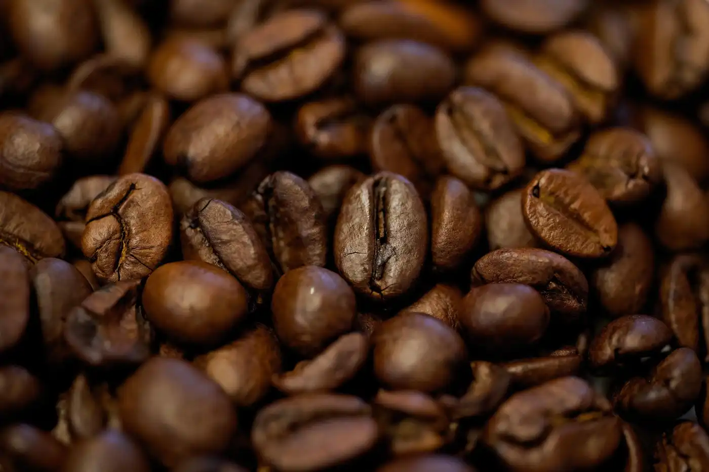 Raw green and roasted arabica coffee beans on the Probat tray at Carl's Coffee roastery